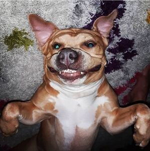 SEE THE WAGGING TAIL LOL CHAMPAGNE